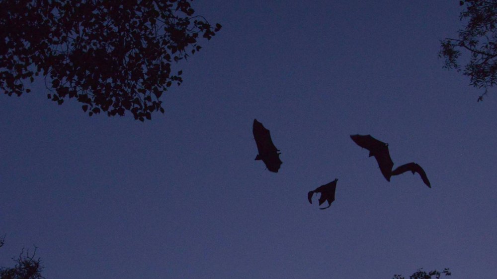 bats bats bats