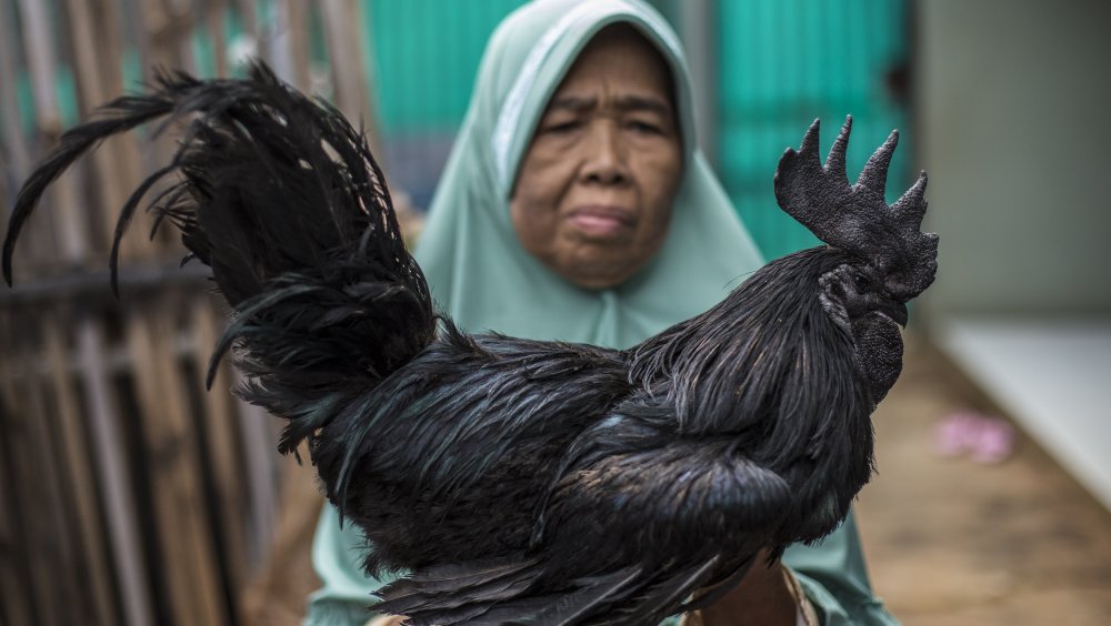 ayam cemani indonesia