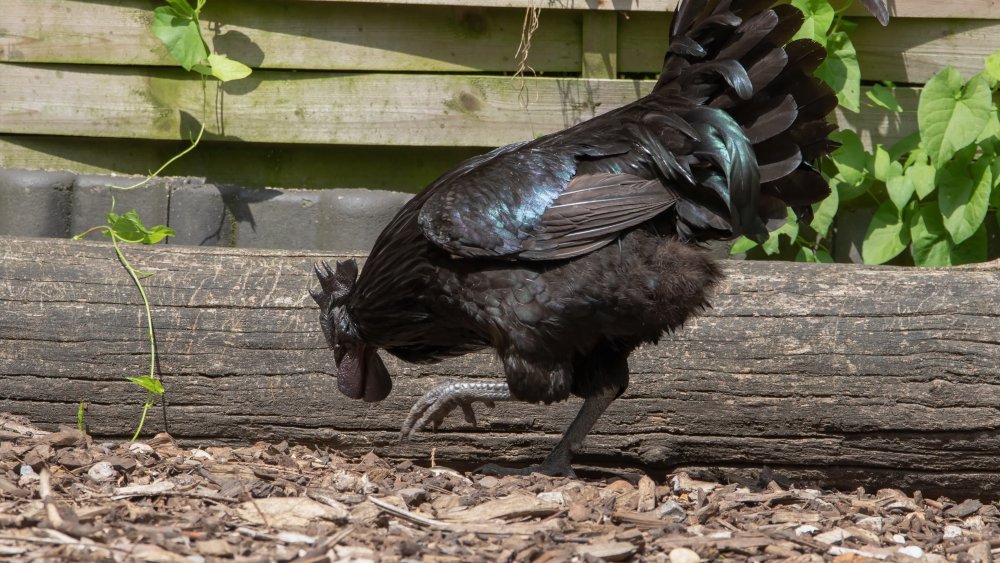 ayam cemani hen