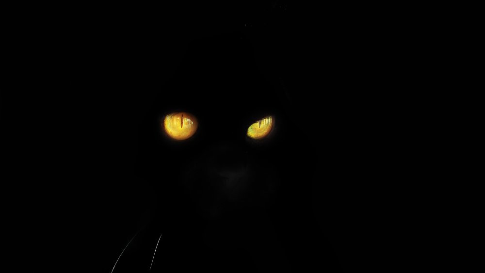 black magic cat