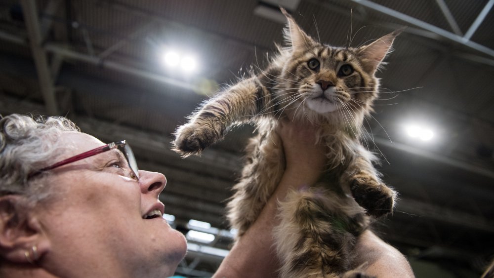 woman holds cat