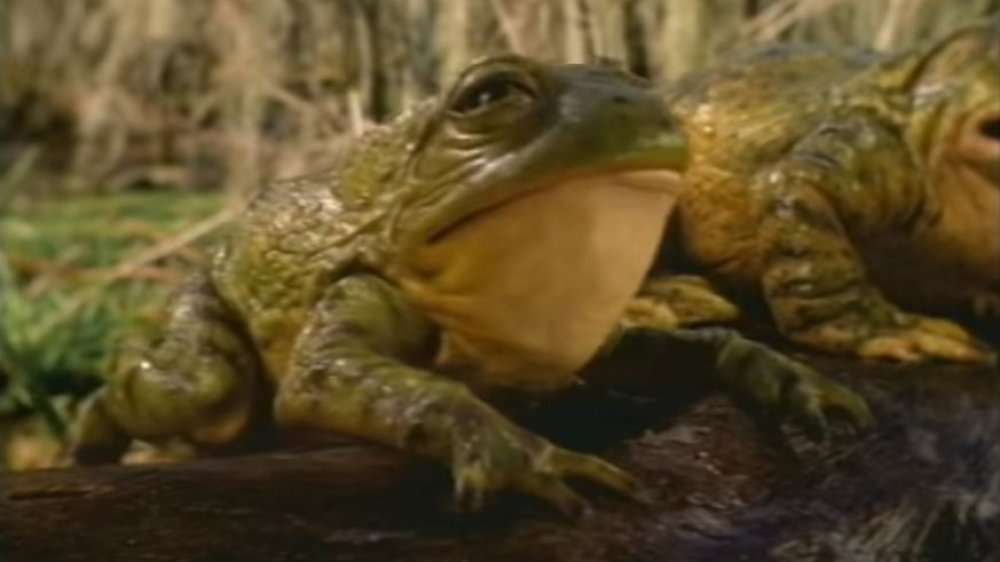 Budweiser frogs, controversial corporate mascot