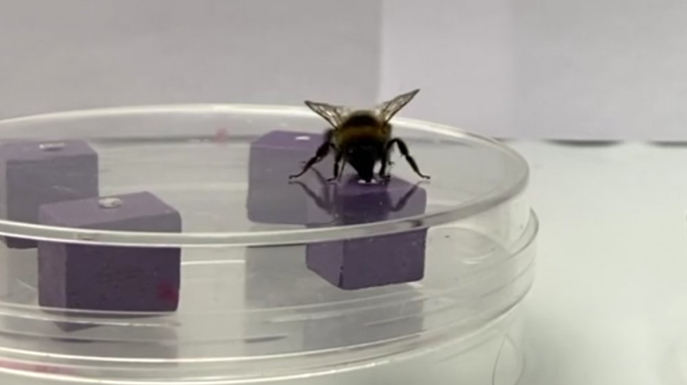 Bee experiment 