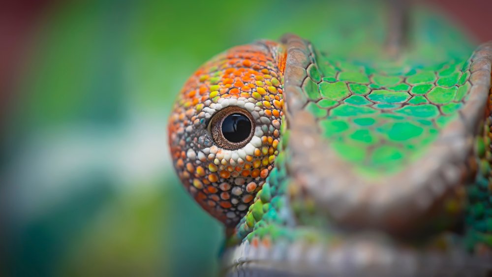 chameleon