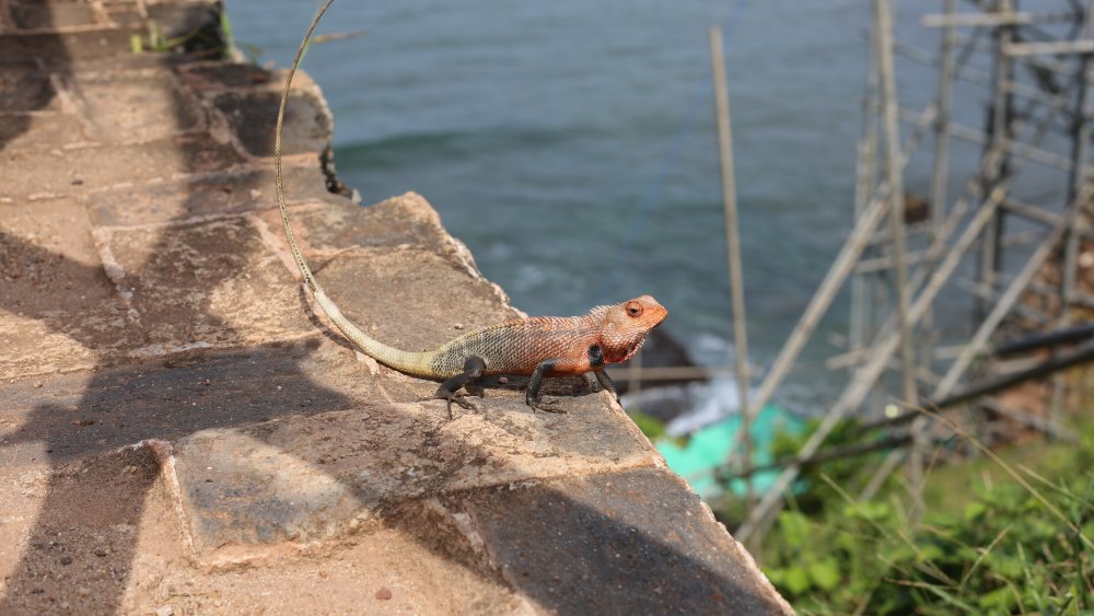 chameleon color change