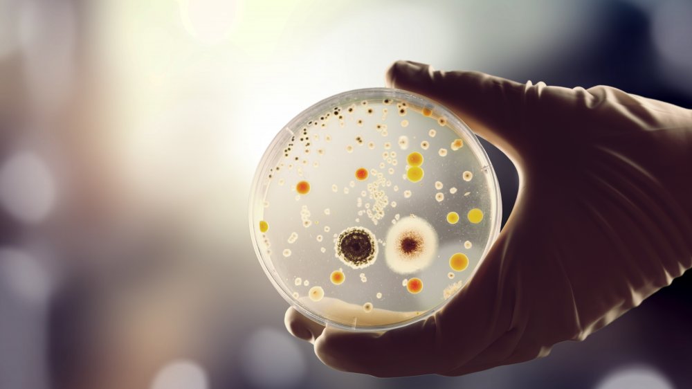 bacteria in petri dish