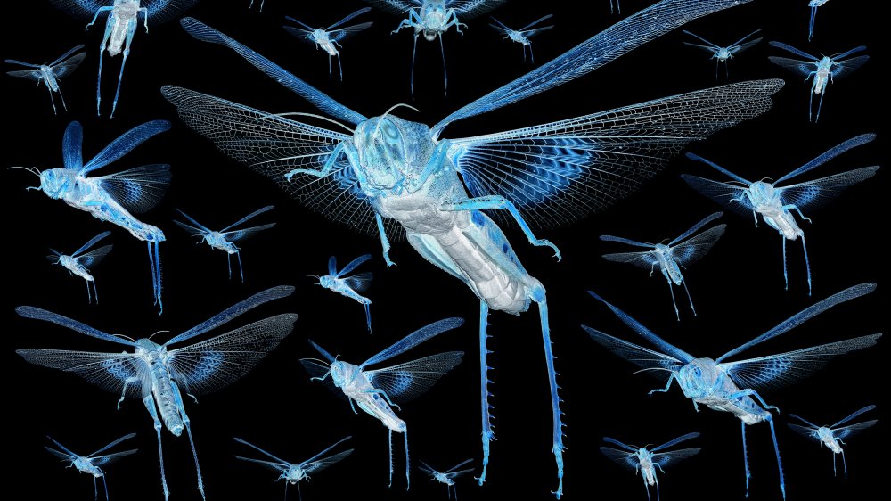 cyborg locust swarm