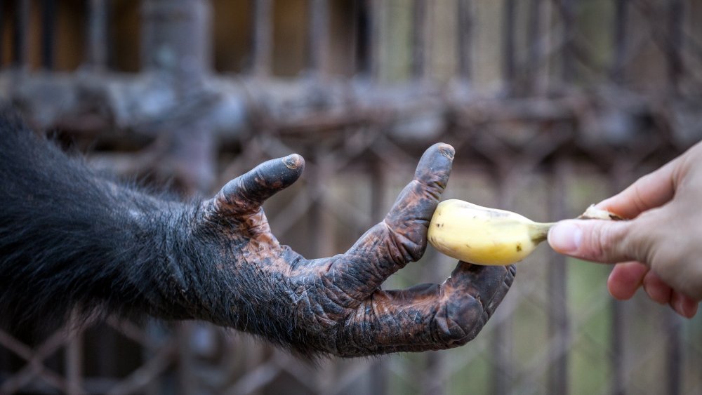 chimp banana hand