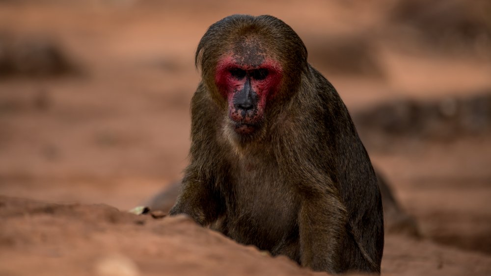 macaque