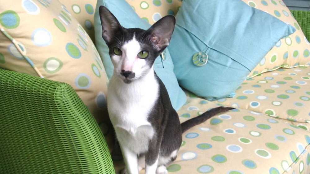 oriental shorthair