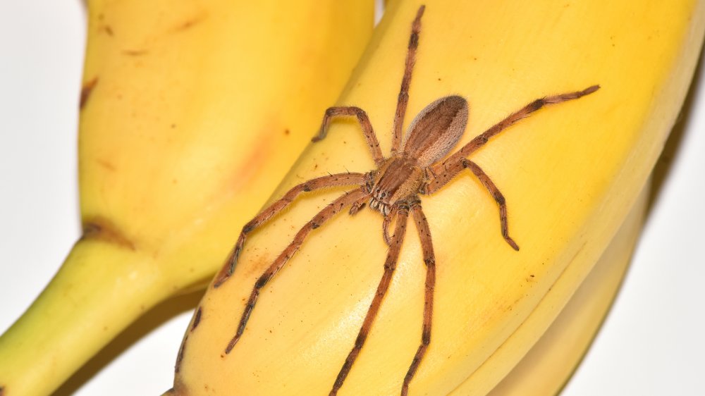 Spider on a banana