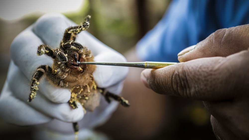 Scientist holding a spider