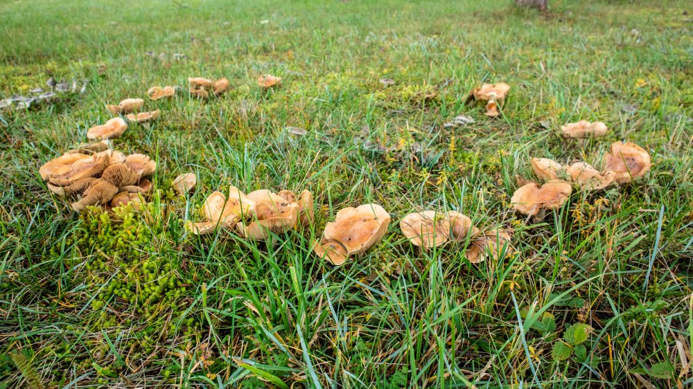 A fairy ring of mushrooms