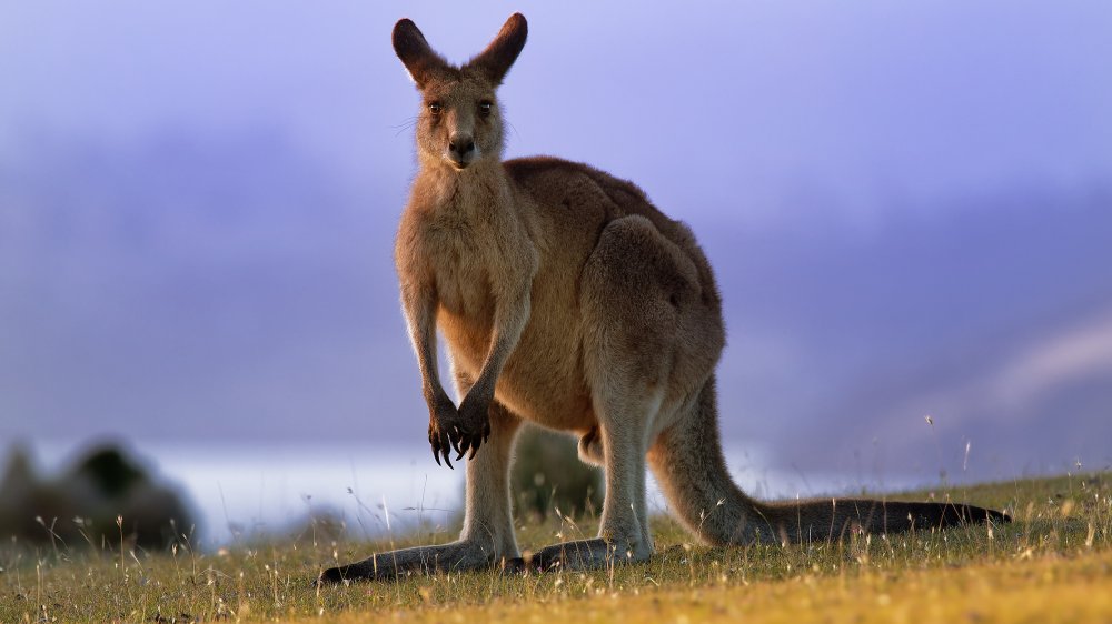 kangaroo