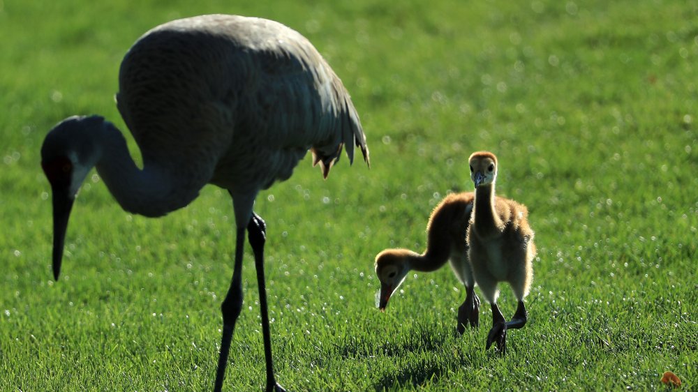 Sandhill crane