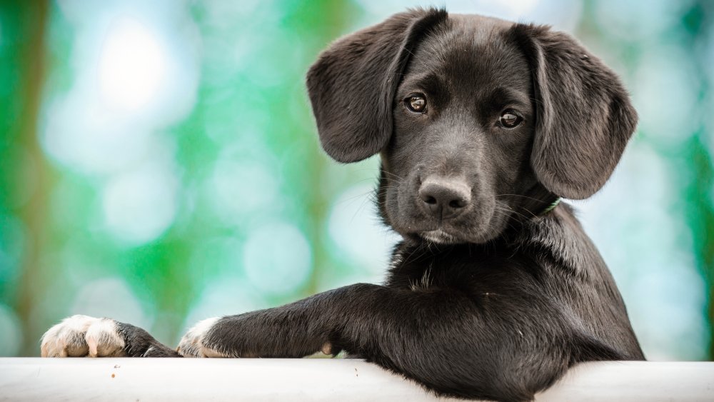 Puppy in a bathtub 