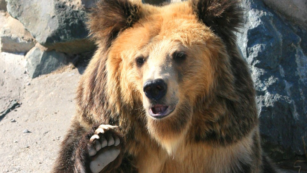 tibetan bear