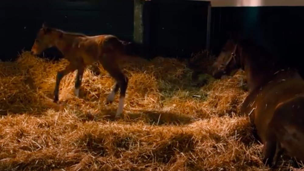 Secretariat as a foal (from the 2010 film)