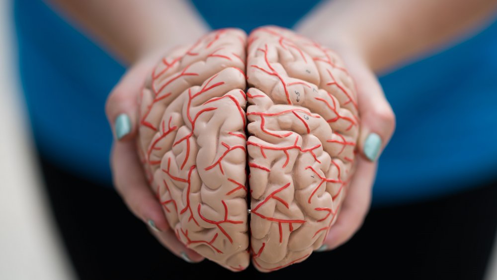 Hands holding model of human head