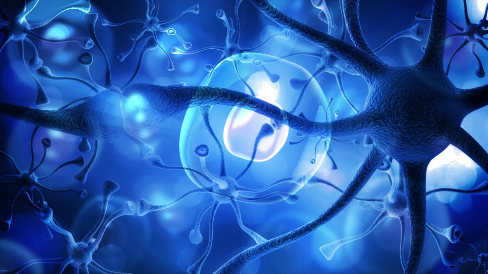 Neuron cells close-up
