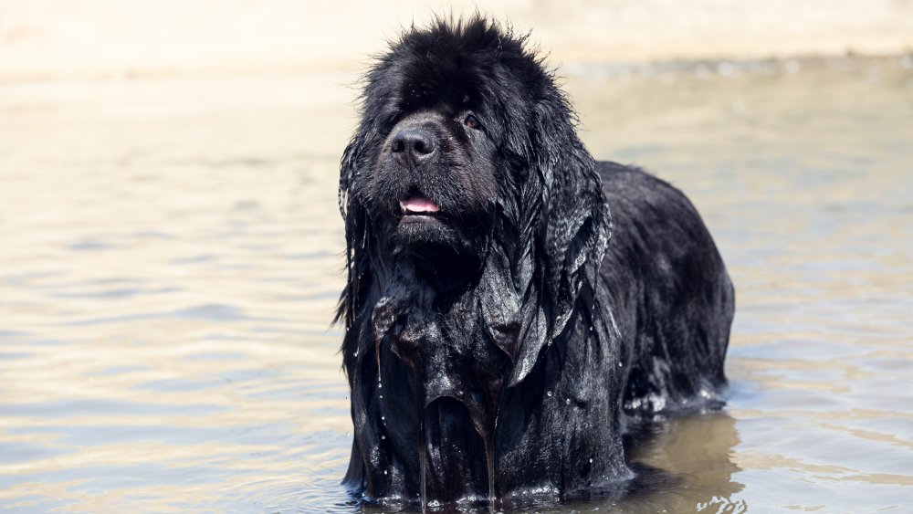 newfoundland