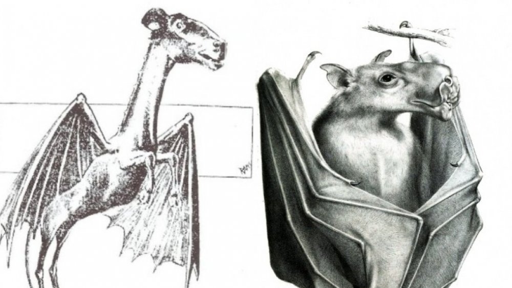 The Jersey Devil and a hammerhead bat