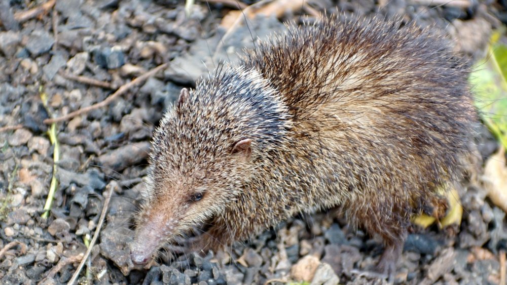 tenrec