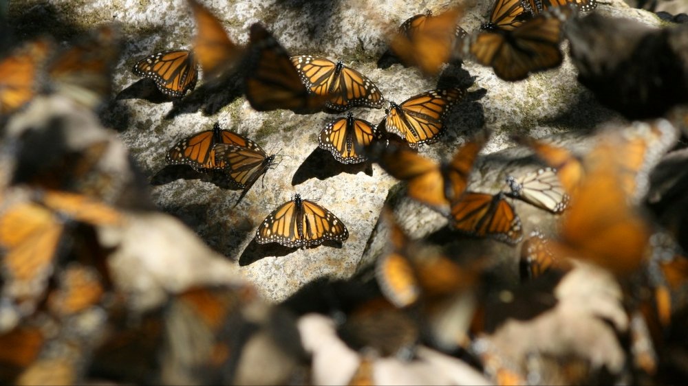 Monarch butterflies resting on rocks