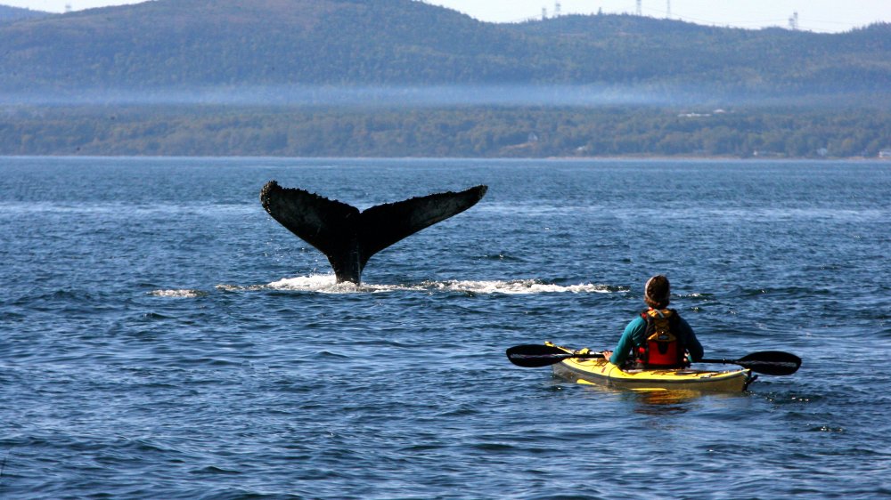 A kayaker encountering a humpback whale tail