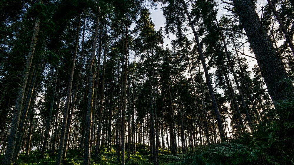 Cannock Chase