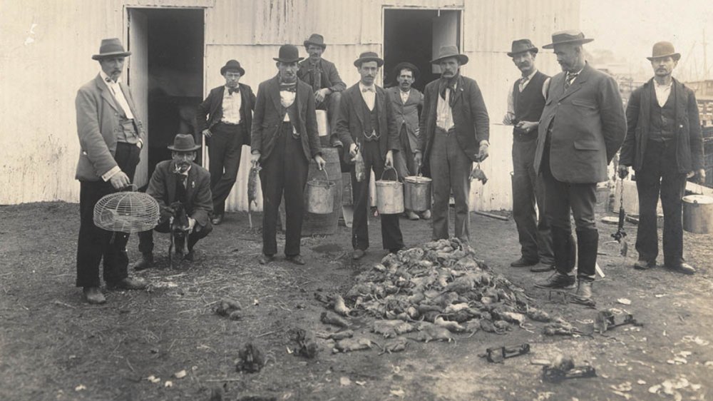 A photograph of professional rat catchers in Sydney, 1900.