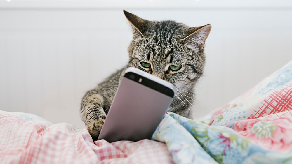 Cat using cellphone 