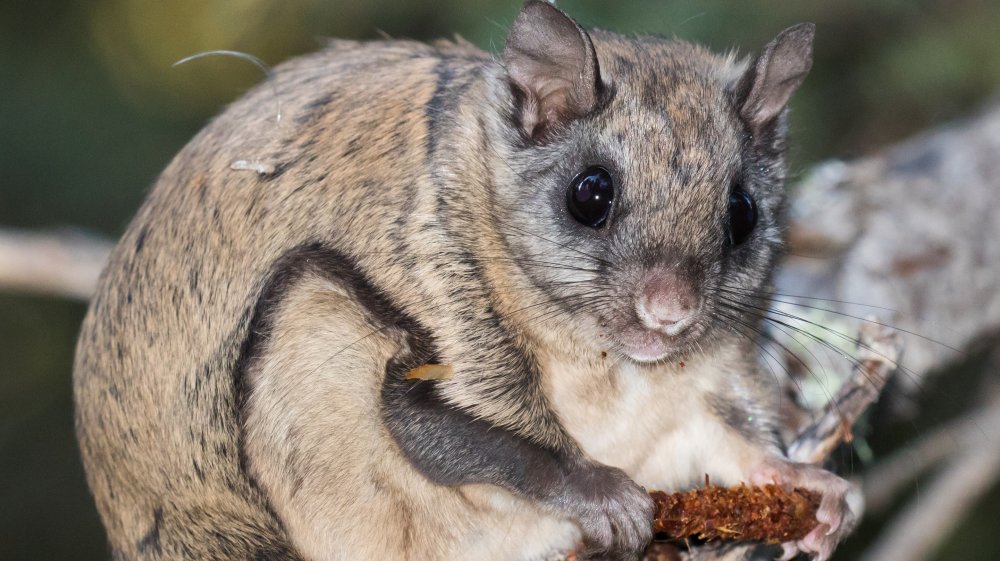 Northern Flying Squirrel