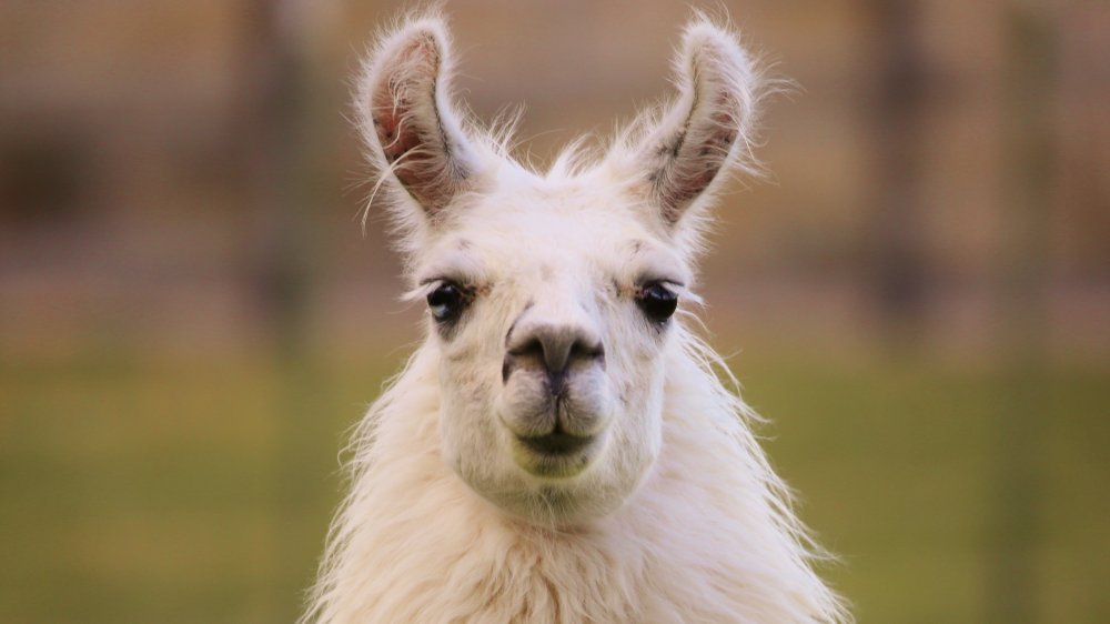 Llama