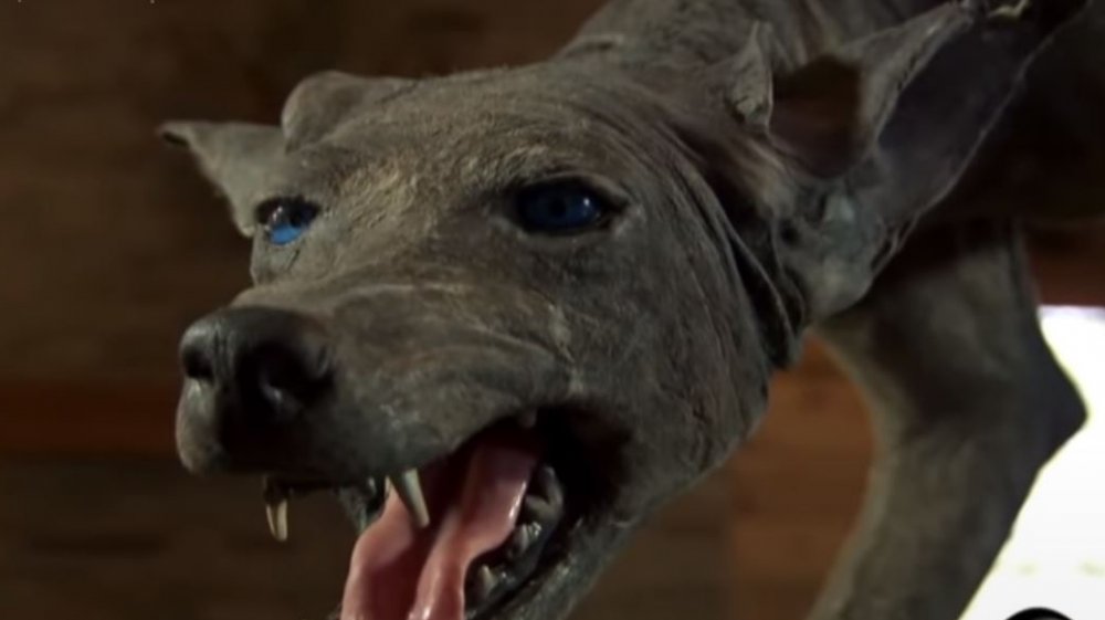 A closeup of the Texas Blue Dog's very dogish face