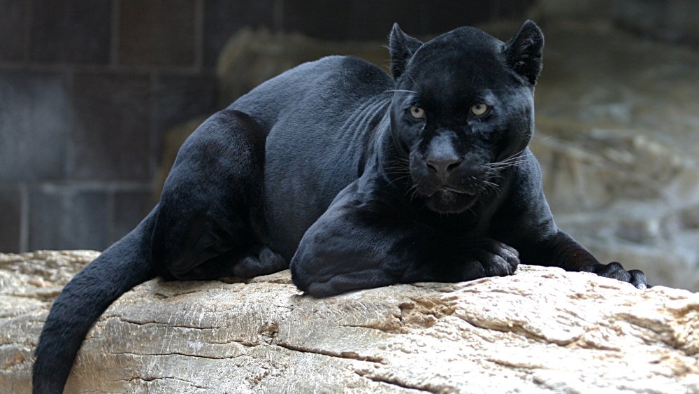 melanistic jaguar