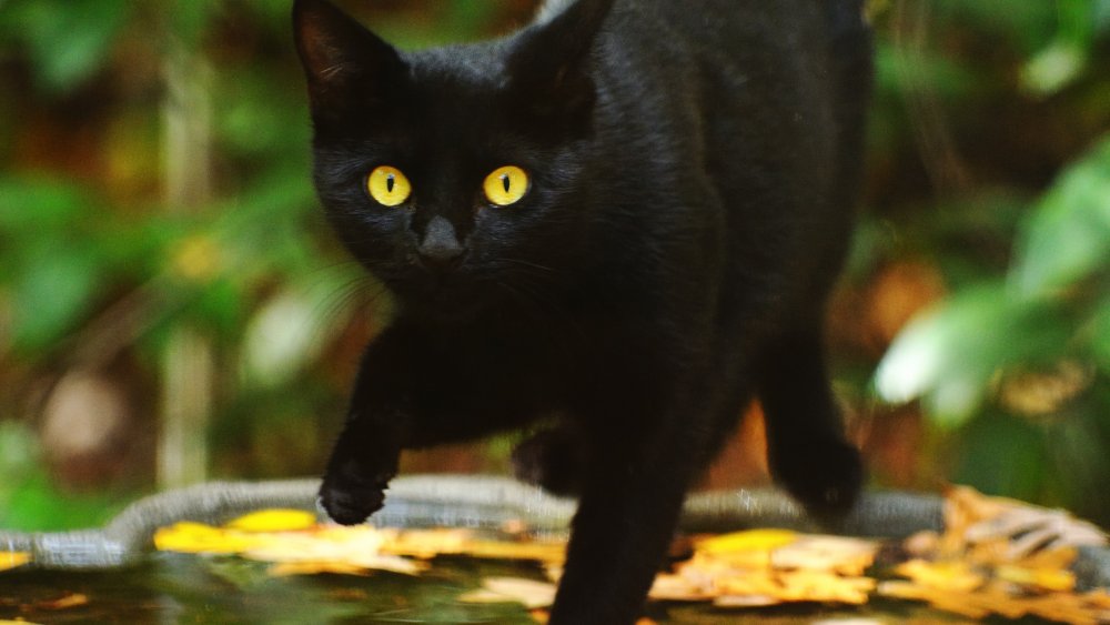 black cat