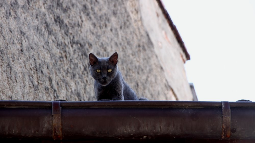 black cat on roof