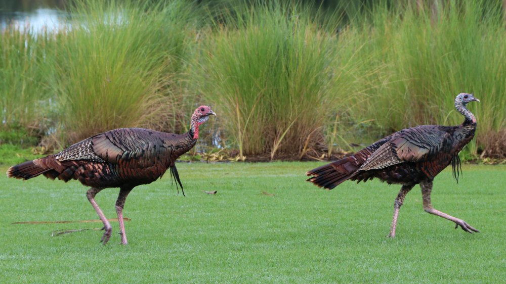 Turkeys trotting