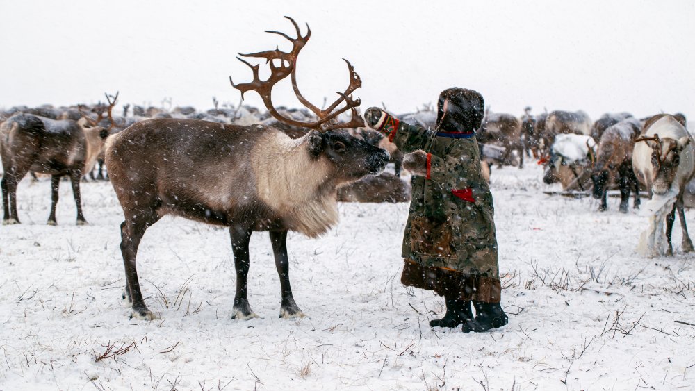 siberia reindeer