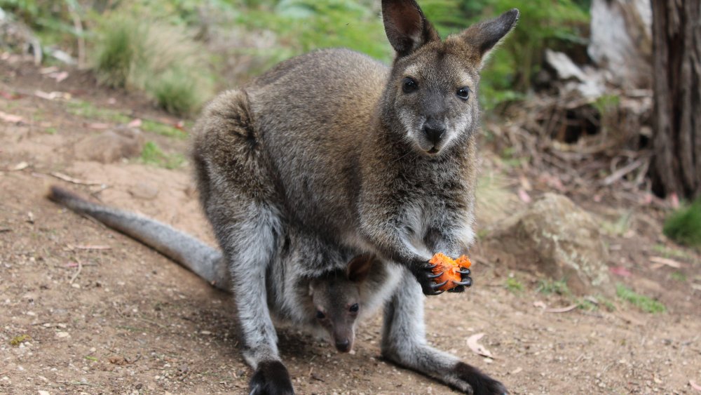 A mother wallaby with a baby in her pouch.