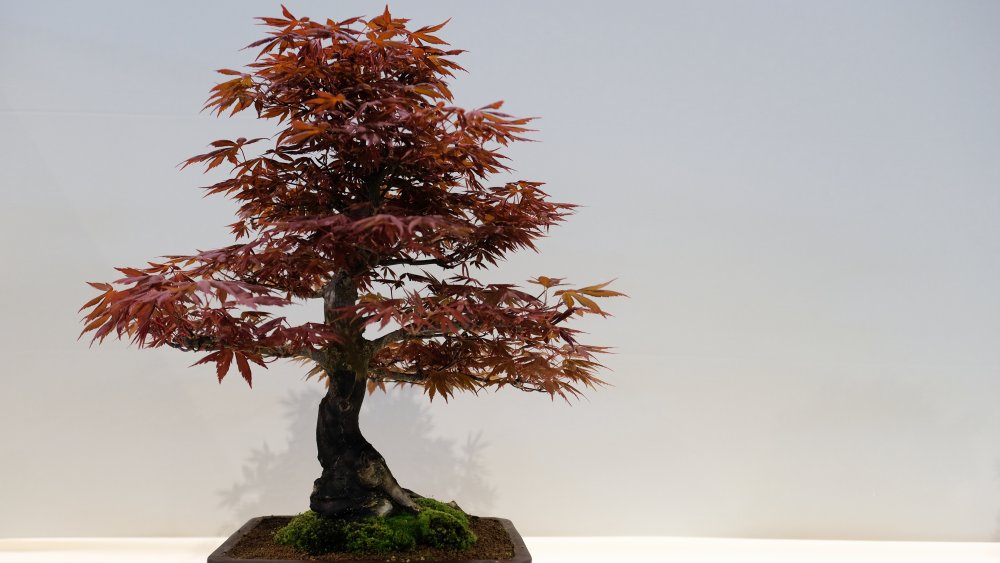 bonsai tree