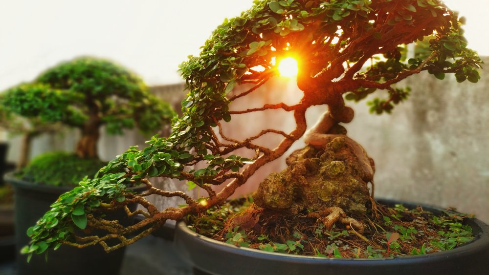 bonsai tree