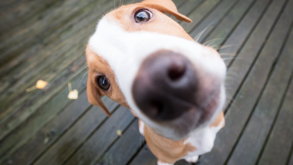 A photograph of a beagle tilting his head.