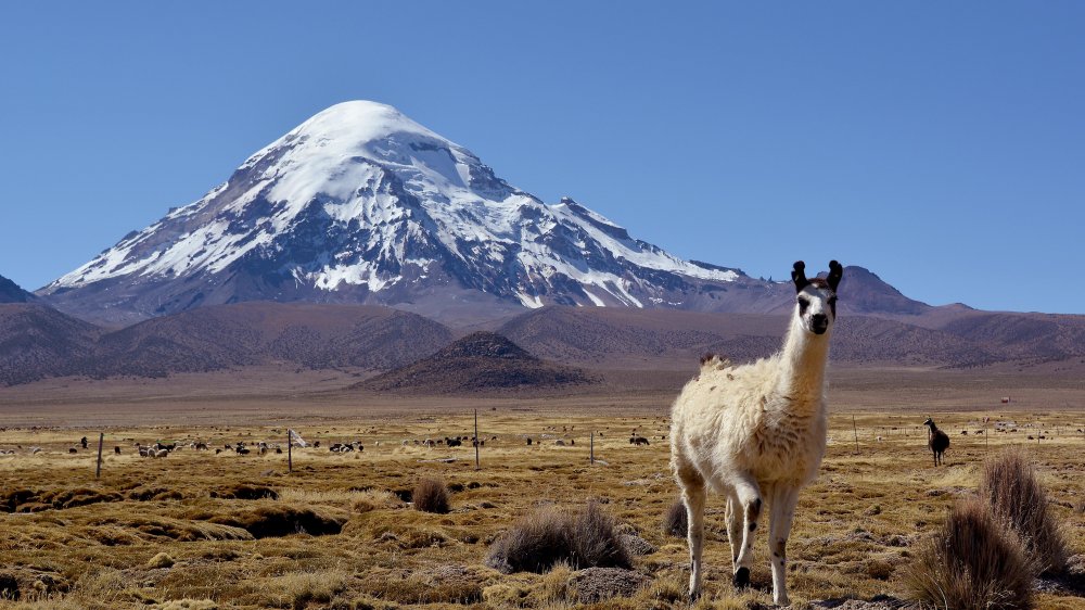 sajama volcano