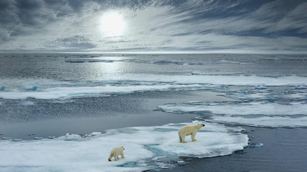 north pole polar bears