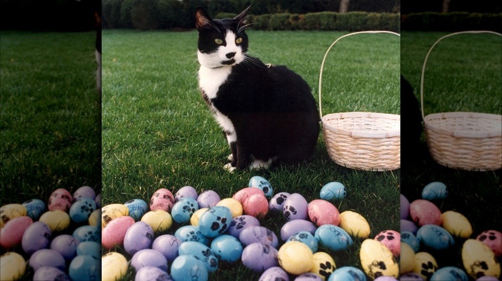 Photograph of Socks the Cat Posing Next to Easter Eggs Decorated with Paw Prints, 1994