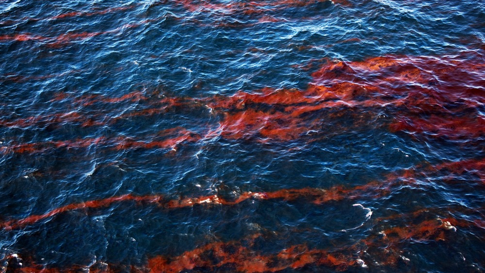 Tendrils of crude oil cover the waters of the Gulf of Mexico following the explosive sinking of the BP operated Deepwater Horizon oil drilling rig on April 26 2010. 