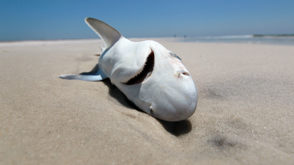 MAY 04: A dead shark is seen laying in the surf as concern continues that the massive oil spill in the Gulf of Mexico may harm animals in its path on May 4, 2010 in Ship Island, Mississippii.