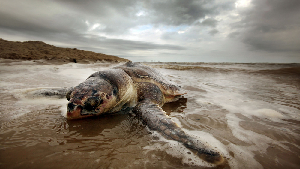 APRIL 14: A dead sea turtle is seen washed onto shore April 14, 2011 in Waveland, Mississippi. 